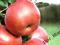 Jabłoń Idared atrakcyjne owoce