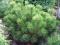 Skalniak i bonsai Kosodrzewina mughus #23N11#