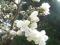 Najpiękniejsze krzewy- Magnolia Japońska-Nasion