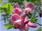 Robinia Włochata-Różowe kwiaty - Nasiona