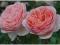 Rosa 'Abraham Derby' - Róża ANGIELSKA *WONNA* !!!!