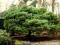 Pinus sylvestris 'Watereri' - Sosna pospolita !!!