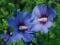 Hibiscus 'Blue Bird' - Hibiskus, Ketmia SZCZEPIONY