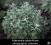 Artemisia Absinthium - Piołun --> Nasiona !