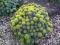 Rhodiola Rosea - Różeniec górski --> Nasiona