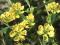 Heimia salicifolia - Sinicuichi --> Nasiona !