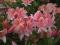 Azalea 'Irene Koster' - Rhododendron Azalia WONNA!