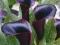 KALLA - Calla BLACK FOREST 1szt *HP*