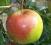 Ligol ZIMOWE jabłko JABŁOŃ jabłonie SMACZNE zdrowe