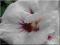 Hibiscus 'Speciosus' - Hibiskus, Ketmia SZCZEPIONY
