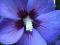 Hibiscus 'Oiseau Blue' - Hibiskus, Ketmia SZCZEPIO