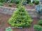Picea omorica 'Peve Tijn' - Świerk serbski
