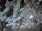 Picea pungens 'Erich Frahm' - Świerk kłujący