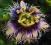 Passiflora edulis Męczennica jadalna marakuja