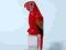 2546p01 Red Bird with Parrot Colored Feathers