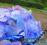 Hortensja ogrodowa niebieska *NIEBIESKIE*KULE*C4*N