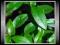 Sinicuichi (Heimia Myrtifolia) * Nasiona *