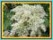 JESION MANNOWY- przyjemnie pachnące kwiaty- 50szt