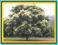 KALOPANAX- egzotycznie wyglądające drzewo- 20szt