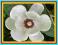 MAGNOLIA SIEBOLDA - piękne białe kwiaty - 5szt.