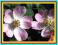 RÓŻA DAWIDA - jasnoróżowe kwiaty - 50szt.