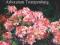Rhododendron - Azalia 'Berryrose' ŁOSOSIOWA !!!!!