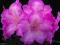 Rhododendron "Blurettia" - RÓŻOWY