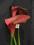 Ekskluzywne sztuczne kwiaty- kalla elegant nr 1475