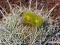 kaktusy sukulenty Ferocactus tortulispinus