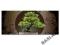 SwiatObrazow_Obraz Bonsai Zielony120x50_PROMOCJA