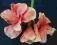 Ekskluzywne sztuczne kwiaty-amarylis wysoki nr777