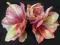 Ekskluzywne sztuczne kwiaty-amarylis nr 1169