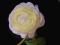 Ekskluzywne sztuczne kwiaty anemon nr 730