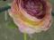 Ekskluzywne sztuczne kwiaty anemon nr 732