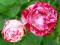 Rosa - Róża pnąca 'Twister' - ZAKRĘCONA RÓŻA !! !!