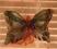 Motyl Motyle Ozdoba okna firany firanki ZIELONY