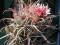 kaktusy sukulenty Ferocactus gracilis