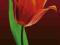 Kup Plakat, plakaty Tulip on red, fotografia Krak.