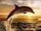 Delfin Delfiny plakat trójwymiarowy 3D - 47x67 cm