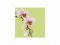 Kwiaty - Orchidea - Różne plakaty 40x40 cm