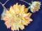 Ekskluzywne sztuczne kwiat-dalia 947 CENA HURTOWA