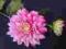 Ekskluzywne sztuczne kwiat-dalia 949 CENA HURTOWA