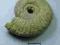 Naturalny Surowy Amonit    2612c