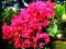 KWITNIE 180 DNI - LAGERSTROEMIA - - - - 50 NASION