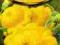 Patison żółty - nasiona warzyw 0,8g (NA)