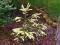 Picea abies 'Finedonensis' - Świerk pospolity CUDO