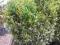 Bukszpan wiecznie zielony 40 cm