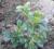 Bukszpan wiecznie zielony10- 14 cm