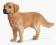 SCHLEICH GOLDEN RETRIEVER