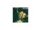 VEX RED - START WITH A STRONG - CD - 2003